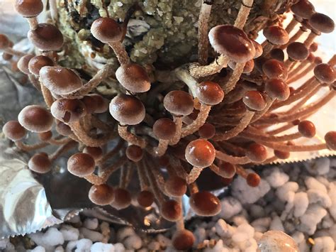 rare mushroom spores